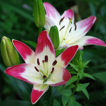 Lilium Lollipop